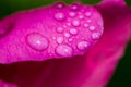 Dew Drops on Peoniesin Macro. Royalty Free Stock Photo