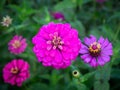 Dew Drops Perched on The Pink Zinnia Flowers Blooming Royalty Free Stock Photo