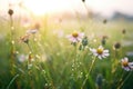 dew drops on petals in a misty wildflower field at dawn Royalty Free Stock Photo