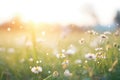 dew drops on petals in a misty wildflower field at dawn Royalty Free Stock Photo