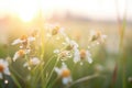 dew drops on petals in a misty wildflower field at dawn Royalty Free Stock Photo