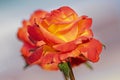 Dew drops on the petals of orange rose, flower of the woody perennial flowering plant of the genus Rosa , Rosaceae. Winter morning Royalty Free Stock Photo