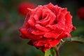 Dew drops on petals of red rose. Royalty Free Stock Photo