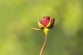 Dew drops on the petals of red rose bud, flower of the woody perennial flowering plant of the genus Rosa , Rosaceae. Winter Royalty Free Stock Photo