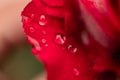 Dew drops on the petals of a red rose. Royalty Free Stock Photo