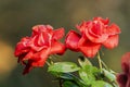 Dew drops on the petals of red rose, flower of the woody perennial flowering plant of the genus Rosa , Rosaceae. Winter morning Royalty Free Stock Photo