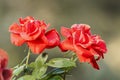 Dew drops on the petals of red rose, flower of the woody perennial flowering plant of the genus Rosa , Rosaceae. Winter morning Royalty Free Stock Photo