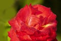 Dew drops on the petals of red rose, flower of the woody perennial flowering plant of the genus Rosa , Rosaceae. Winter morning Royalty Free Stock Photo