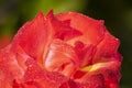 Dew drops on the petals of red rose, flower of the woody perennial flowering plant of the genus Rosa , Rosaceae. Winter morning Royalty Free Stock Photo