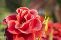 Dew drops on the petals of red rose, flower of the woody perennial flowering plant of the genus Rosa , Rosaceae. Winter morning Royalty Free Stock Photo