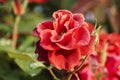 Dew drops on the petals of red rose, flower of the woody perennial flowering plant of the genus Rosa , Rosaceae. Winter morning Royalty Free Stock Photo