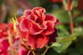 Dew drops on the petals of red rose, flower of the woody perennial flowering plant of the genus Rosa , Rosaceae. Winter morning Royalty Free Stock Photo