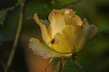 Dew drops on the petals of yellow budding rose, flower of the woody perennial flowering plant of the genus Rosa , Rosaceae. Winter Royalty Free Stock Photo