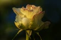 Dew drops on the petals of yellow budding rose, flower of the woody perennial flowering plant of the genus Rosa , Rosaceae. Winter Royalty Free Stock Photo