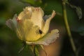 Dew drops on the petals of yellow budding rose, flower of the woody perennial flowering plant of the genus Rosa , Rosaceae. Winter Royalty Free Stock Photo