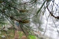 Dew drops on pine leaves on a foggy day in El Escorial, Madrid, Spain. Royalty Free Stock Photo