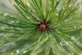 Dew drops on pine needles