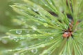 Dew drops on pine needles