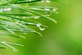 Dew drops on pine needles Royalty Free Stock Photo