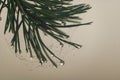 Dew drops on pine needles Royalty Free Stock Photo