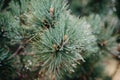 Dew drops on pine needles Royalty Free Stock Photo