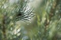 Dew drops on pine needles Royalty Free Stock Photo