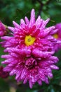 Dew drops on pink chrysanthemums blooming in autumn Royalty Free Stock Photo