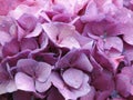 Dew Drops Pink Hydrangea Flower Blossoms Royalty Free Stock Photo