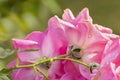 Dew drops on pink rose petals, romantic, nature stock image. Rose, woody perennial flowering plant, genus Rosa , family Rosaceae. Royalty Free Stock Photo