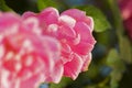 Dew drops on pink rose petals, romantic, nature stock image. Rose, woody perennial flowering plant, genus Rosa , family Rosaceae. Royalty Free Stock Photo