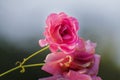 Dew drops on pink rose petals, romantic, nature stock image. Rose, woody perennial flowering plant, genus Rosa , family Rosaceae. Royalty Free Stock Photo