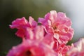 Dew drops on pink rose petals, romantic, nature stock image. Rose, woody perennial flowering plant, genus Rosa , family Rosaceae. Royalty Free Stock Photo