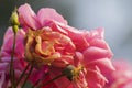 Dew drops on pink rose petals, romantic, nature stock image. Rose, woody perennial flowering plant, genus Rosa , family Rosaceae. Royalty Free Stock Photo