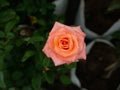 Dew Drops on The Pink Yellow Rose Flower Royalty Free Stock Photo