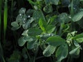 Dew drops on plant leaves