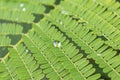 Dew drops on plant - water droplets on leaf Royalty Free Stock Photo