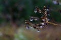 Dew drops on the plants