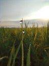 beautiful view in the morning in the fields Royalty Free Stock Photo