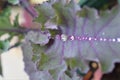 Dew drops on purple cabbage leaf as close up Royalty Free Stock Photo