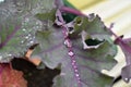 Dew drops on purple cabbage leaf as close up Royalty Free Stock Photo