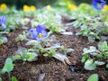 Dew Drops on The Purple Viola Tricolor Blooming