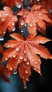 Dew drops or rain drops on a maple leaf in Autumn Royalty Free Stock Photo