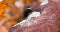 Dew drops on red maple leaf on a blurred autumn background Royalty Free Stock Photo