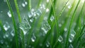Dew drops resembling diamonds hanging on blades of grass