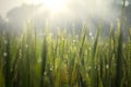 Dew drops on a rice paddy field Royalty Free Stock Photo