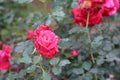 Dew Drops on Rose bloom