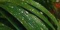 Dew drops shining on long green leaves Royalty Free Stock Photo