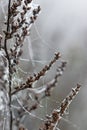 Dew drops on spider cobweb