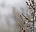 dew drops on spider cobweb closeup autumn