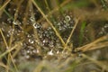 Dew drops in a spider net , close up .Nature Royalty Free Stock Photo